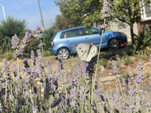 Blauer Wagen vor einem Lavendelfeld mit einer weißen Schmetterlingsblume, Hintergrund enthält Bäume, Pfähle und ein unscharfes Gebäude.