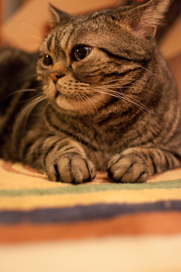 Eine Katze ist im Bild zu sehen.