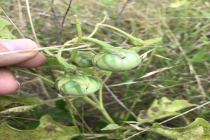 Eine Person, die einen Bund grüner Tomaten hält, die an einer Pflanze mit Mehltau infiziert sind, mit der Hand auf der linken Seite des Bildes, vor einem Hintergrund aus Pflanzen und Gras.