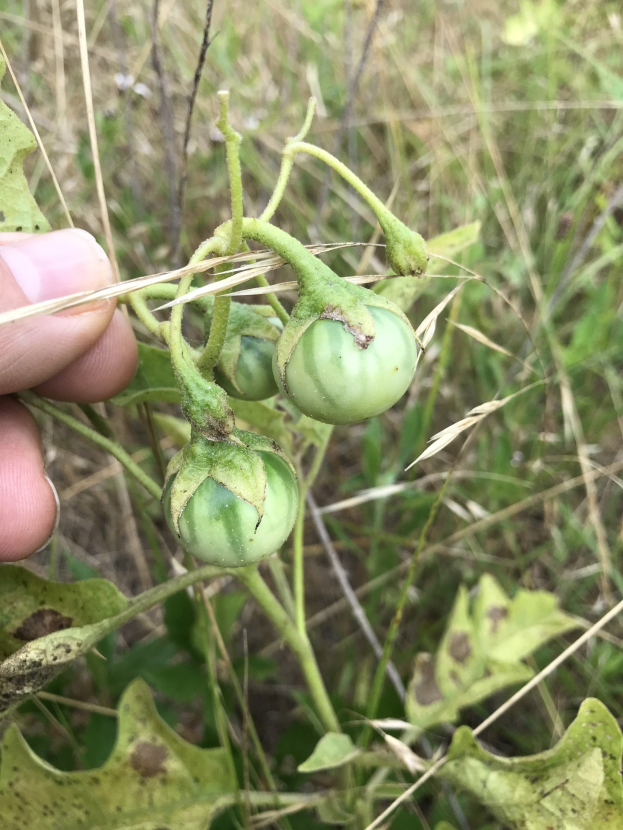 Eine Person, die einen Bund grüner Tomaten hält, die an einer Pflanze mit Mehltau infiziert sind, mit der Hand auf der linken Seite des Bildes, vor einem Hintergrund aus Pflanzen und Gras.