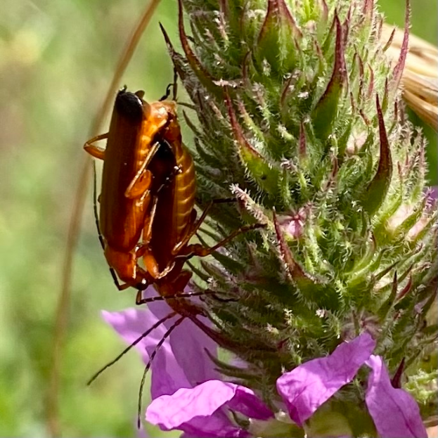 Zwei Küchenschaben beim Paarungsakt auf einer violetten Blume.
