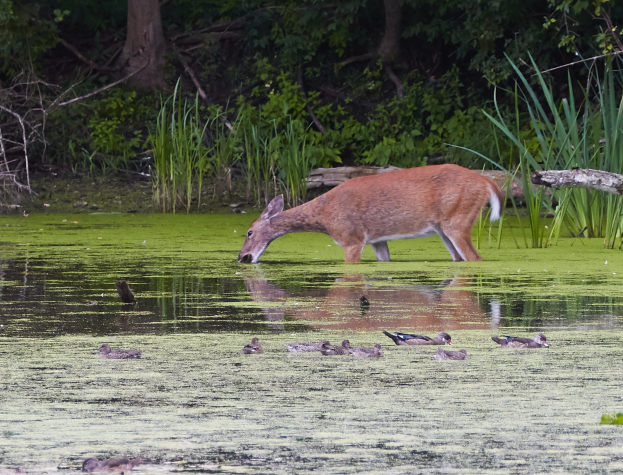 FW-DE: Schafe im Teich stecken - Tierrettung in Breckerfeld