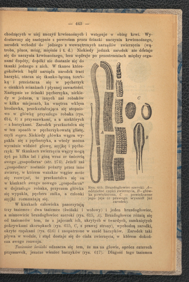 Ein aufgeschlagenes Buch mit einer Zeichnung eines Wurms auf dem Cover, das Text und Bilder über den Wurm zeigt.