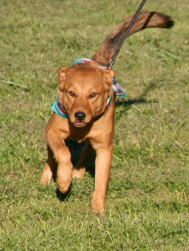 Ein Hund läuft auf einem grünen Rasen und trägt einen Gürtel.