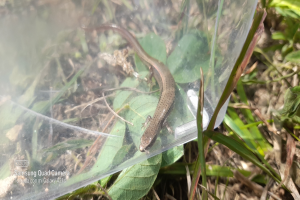 Eine kleine braune Eidechse sitzt auf einem Plastikbeutel, umgeben von grünen und trockenen Blättern am Boden.