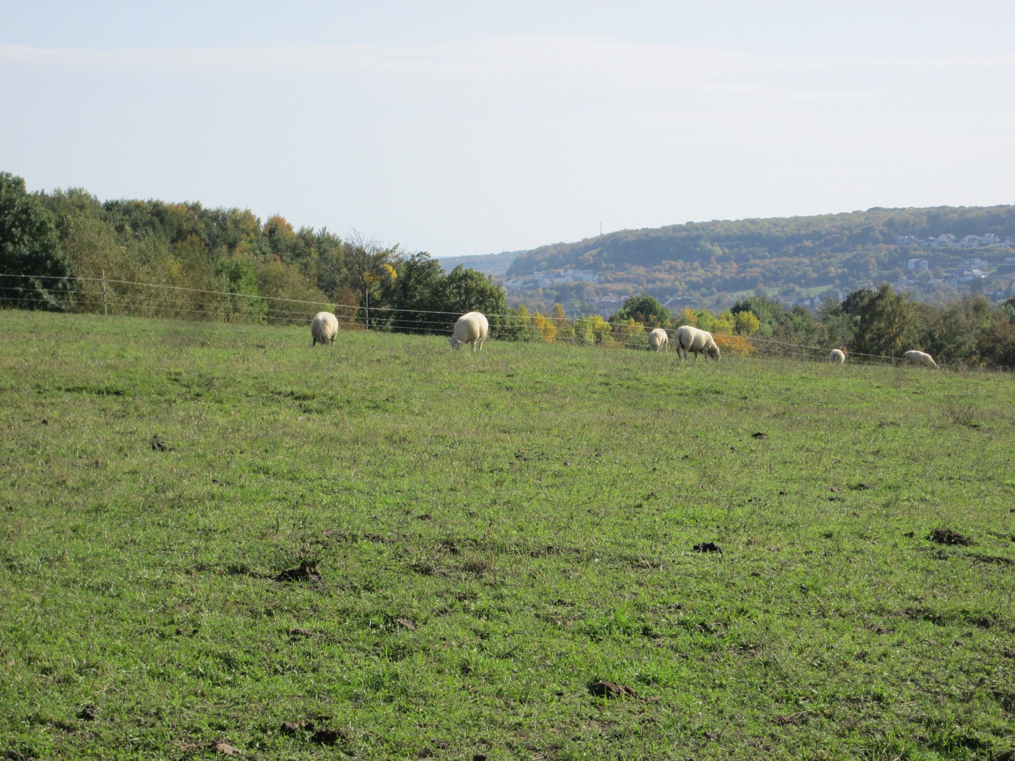 Schafe auf einer eingezäunten, grünen Wiese mit Bäumen, Hüllen und einem klaren blauen Himmel im Hintergrund.