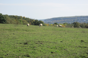 Schafe auf einer eingezäunten, grünen Wiese mit Bäumen, Hüllen und einem klaren blauen Himmel im Hintergrund.