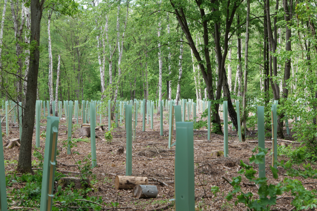 Ein dichter Wald mit hohen, üppigen Bäumen, die eine grüne Krone bilden, durchsetzt mit grünen Pfählen, Holzstämmen und verschiedenen Pflanzen am Boden.