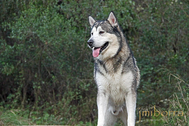 Ein Wolf steht im Vordergrund mit Bäumen und Pflanzen im Hintergrund, und Text ist in der rechten unteren Ecke sichtbar.