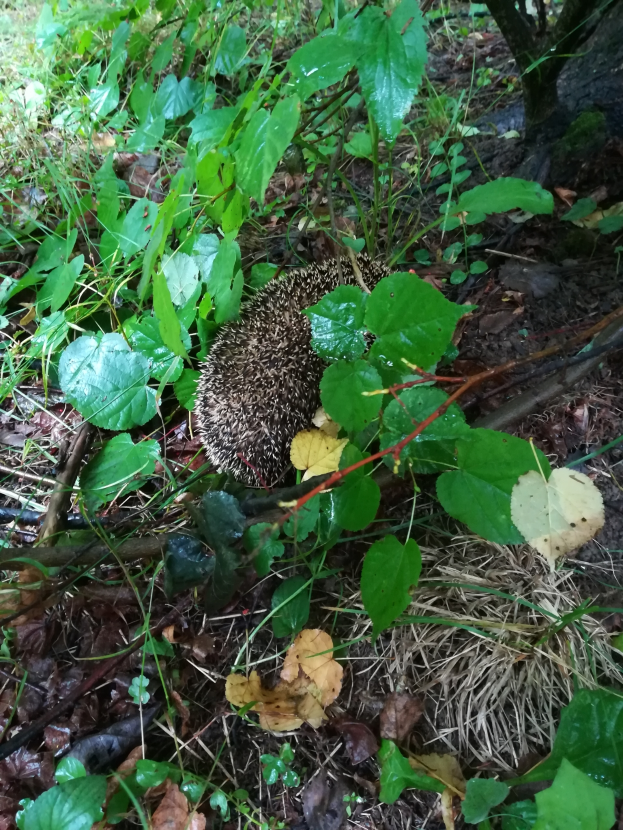 Ein Igel ist in der Mitte des Bildes zu sehen, umgeben von Pflanzen, Blättern, Zweigen und Gras in einem bewaldeten Gebiet.