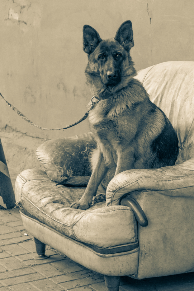 Ein brauner und schwarzer Deutscher Schäferhund sitzt auf einem Sofa mit einer weißen Wand im Hintergrund.