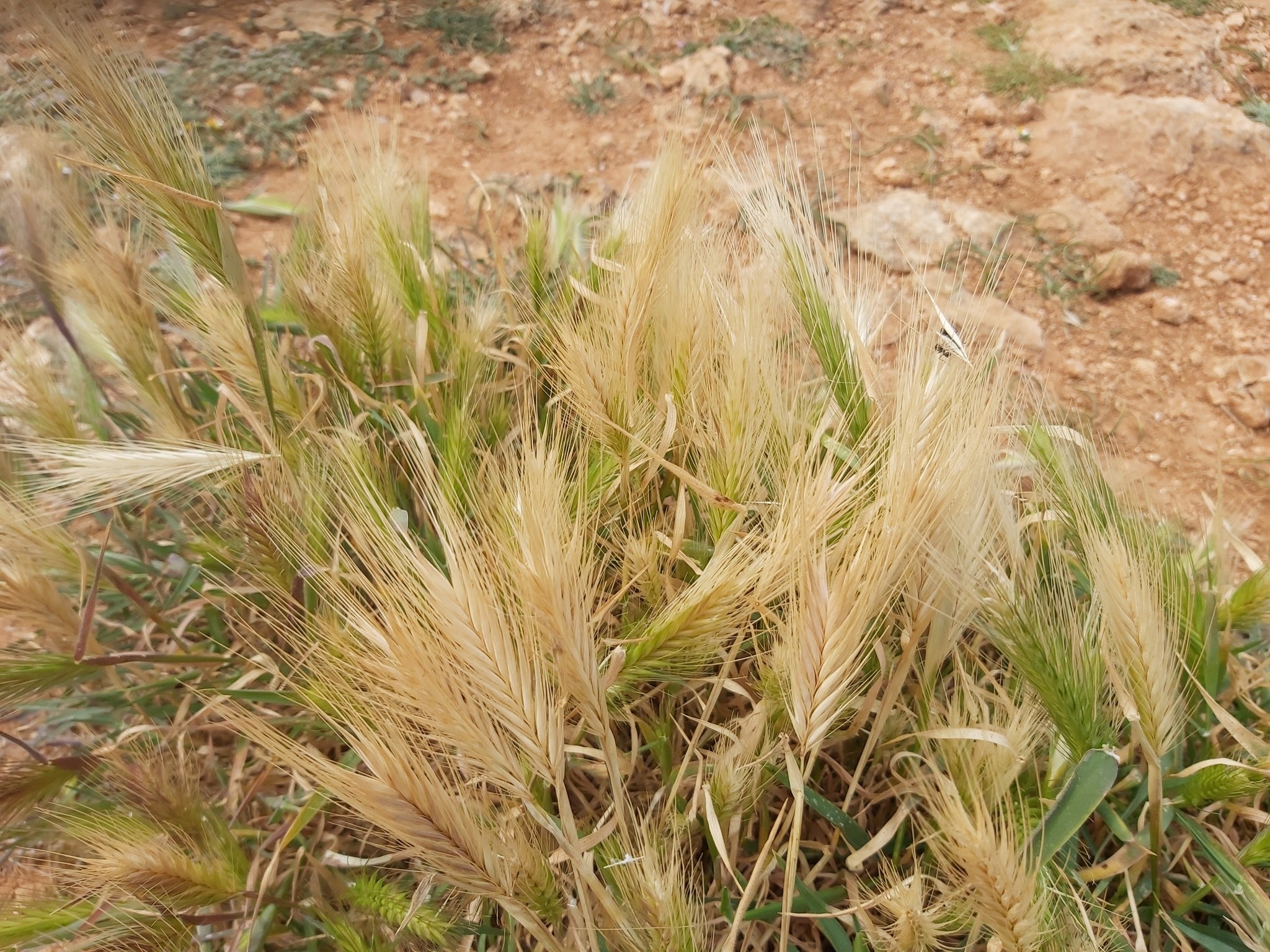 Nahaufnahme eines goldgelben reifen Roggenfeldes mit verstreuten Pflanzen und Steinen, bereit zur Ernte.