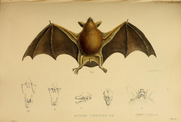Ein Fledermaus und Teile davon auf Papier gedruckt mit Text unten.