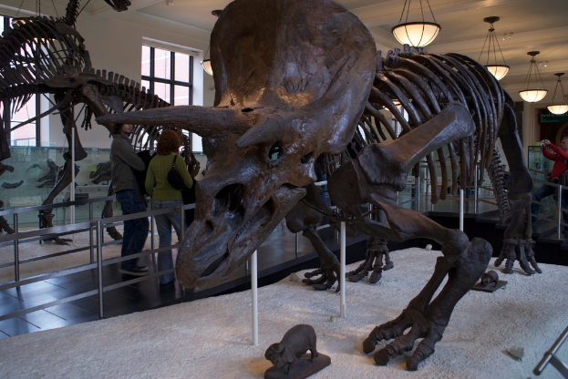 Eine Dinosaurier-Ausstellung in einem Museum mit einem Eisengeländer davor, zwei Menschen, die daneben gehen, einer weißen Wand und Fenstern dahinter und Lichtern oben auf der Szene.