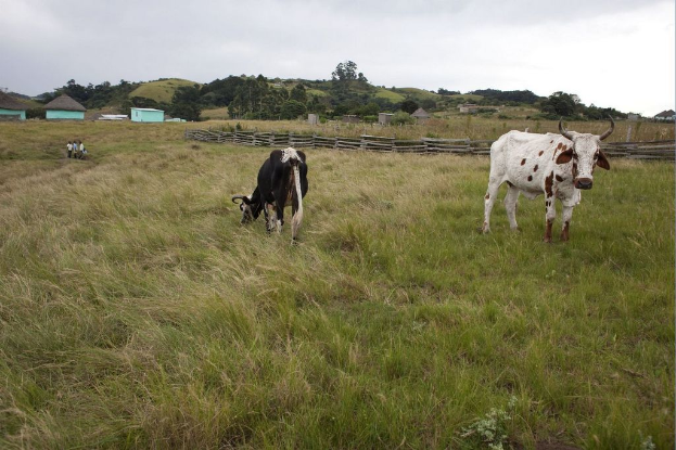 Eine pastorale Szene mit Kühen auf der Weide, ein paar Menschen, Bäume und Häuser mit Zäunen unter einem klaren Himmel.