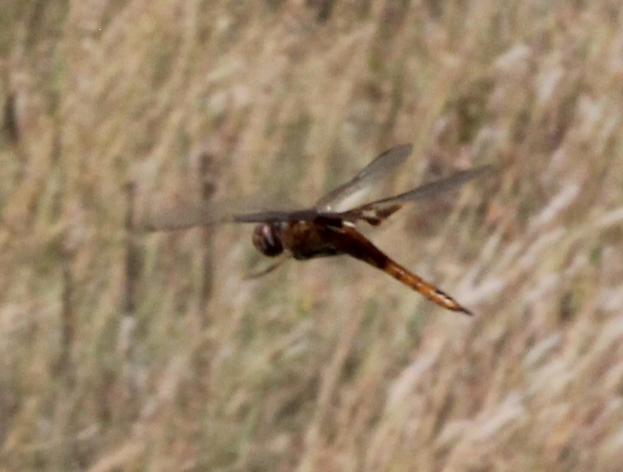 Ein Drachenflieger fliegt über ein Feld mit hohem Gras, seine Flügel weit gespreizt.
