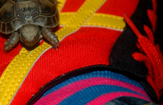 Eine Schildkröte ruht auf einem bunten Tuch.