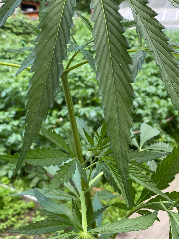 Ein Nahaufnahme eines Cannabis-Pflanzen mit saftig grünen Blättern in einem Gewächshaus, mit einem unscharfen Hintergrund.